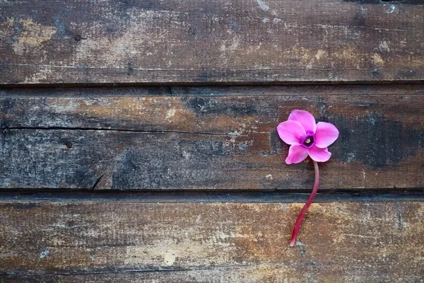 Cyclamen Flower Side View Shabby Wooden Background One Flower Five — ストック写真