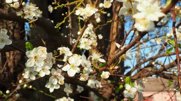 Blossoming Cherries Sweet Cherries Bird Cherry Beautiful Fragrant White Flowers — Stock Video