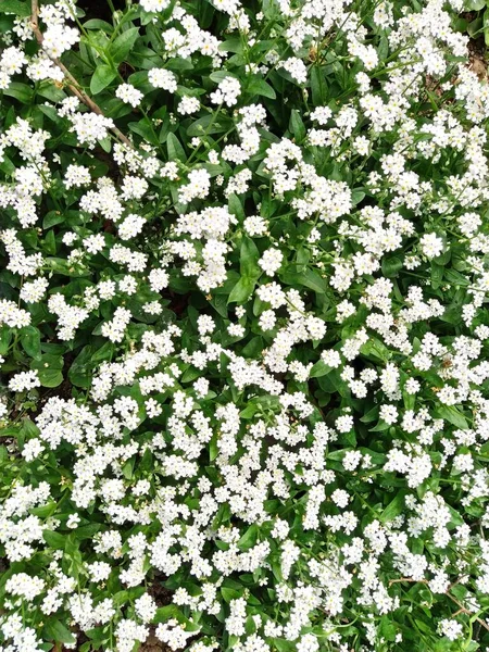 Zapomeňte Myosotis Kvetoucí Bílé Rostliny Čeledi Boraginaceae Zapomeňte Trávu Nebo — Stock fotografie