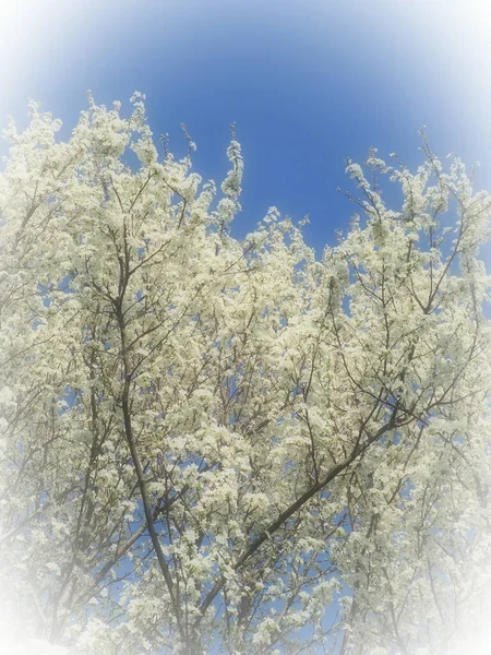 Blossoming Cherries Sweet Cherries Bird Cherry Numerous Beautiful Fragrant White — Stock Photo, Image