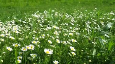 Tarlada papatyalar büyür ve güçlü rüzgarda salınırlar. Matricaria chamomilla tıbbi, kozmetik ve aromatik bir maddedir. Güzel papatya tarlası. Rüzgarlı havada çayır beyaz çiçekler. 4k