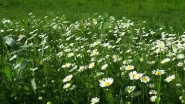 Daisies grow in the field and sway in the strong wind. Matricaria chamomilla as a medicinal, cosmetic and aromatic agent. A field of beautiful daisies. Meadow wild white flowers in windy weather. 4k