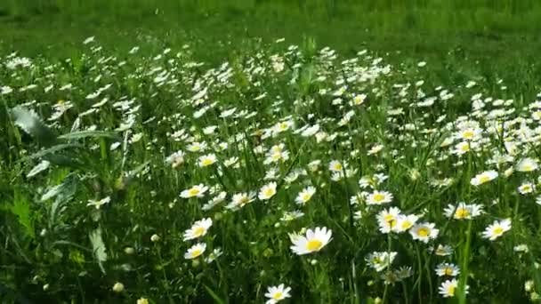 雏菊在田野里生长 在大风中摇曳 菊花作为一种药用 化妆品和芳香剂 一片片美丽的雏菊在多风的天气里 野性白花丛生 — 图库视频影像