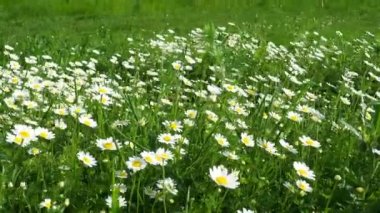 Daisies grow in the field and sway in the strong wind. Matricaria chamomilla as a medicinal, cosmetic and aromatic agent. A field of beautiful daisies. Meadow wild white flowers in windy weather. 4k