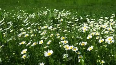 Tarlada papatyalar büyür ve güçlü rüzgarda salınırlar. Matricaria chamomilla tıbbi, kozmetik ve aromatik bir maddedir. Güzel papatya tarlası. Rüzgarlı havada çayır beyaz çiçekler. 4k