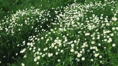Tarlada papatyalar büyür ve güçlü rüzgarda salınırlar. Matricaria chamomilla tıbbi, kozmetik ve aromatik bir maddedir. Güzel papatya tarlası. Rüzgarlı havada çayır beyaz çiçekler. 4k