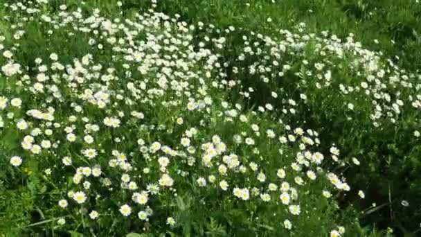 Daisies Grow Field Sway Strong Wind Matricaria Chamomilla Medicinal Cosmetic — Vídeo de stock