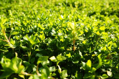 Stellaria media karanfil familyası Caryophyllaceae familyasından bir bitki türüdür. Tespih böcekleri, kanarya otları, dağ bitleri, fıtık, kalp otları, bitki bitleri olarak bilinir. Doğal çayır.
