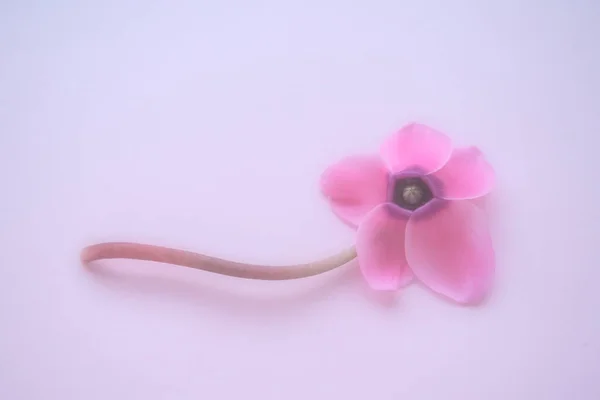 Cyklamen Kwiat Dołu Różowym Fioletowym Tle Rozmytym Skupieniem Przetargu Jeden — Zdjęcie stockowe