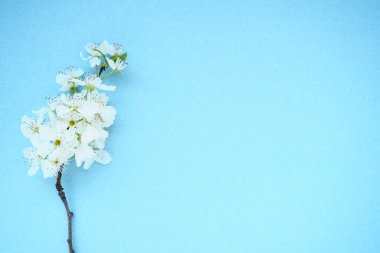 Mavi arka planda beyaz kuş kirazı çiçekleri. Uzayı metin için kopyala. Bayram ya da davetiye için parlak kart. Bahar geldi.
