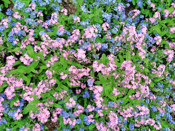 Beni-unutma-lar. Myosotis, Boraginaceae ailesinde çiçek açan mavi pembe bitkiler. Unutma beni otları ya da akrep otları. Çimleri ve çiçek yataklarını süslemek için Myosotis alpestris çiçeği. Bahçe manzarası