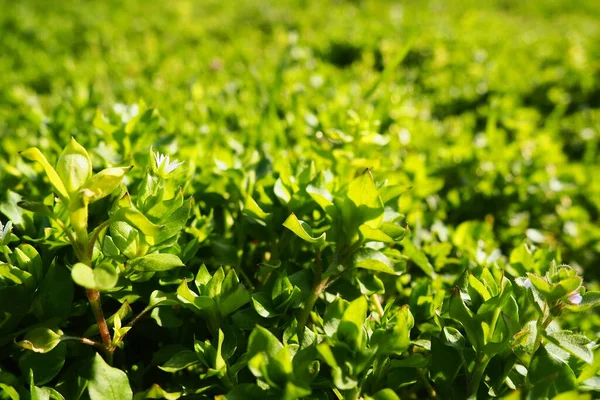 Stellaria media karanfil familyası Caryophyllaceae familyasından bir bitki türüdür. Tespih böcekleri, kanarya otları, dağ bitleri, fıtık, kalp otları, bitki bitleri olarak bilinir. Doğal çayır.