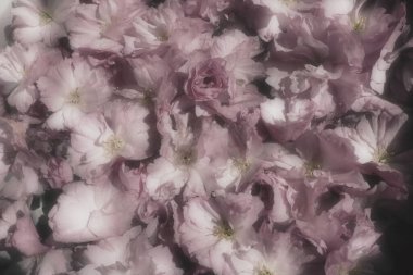 Pembe çiçekler kirazlı sakura arka plan. Çiçek duvarı. Yumuşak seçici odaklanma. Tatil kartpostalı. Pembe taç yaprakları ve sarı mamalar. Güzel arka plan. Bulanık sanat. Bahar kiraz çiçeği. Prunus serrulata