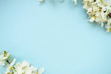 Mavi arka planda beyaz kuş kirazı çiçekleri. Uzayı metin için kopyala. Bayram ya da davetiye için parlak kart. Bahar geldi.