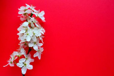 Kırmızı arka planda beyaz kuş kirazı çiçekleri. Uzayı metin için kopyala. Bayram ya da davetiye için parlak kart. Bahar geldi.