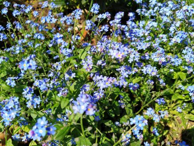 Beni-unutma-lar. Myosotis, Boraginaceae ailesinde çiçek açan mavi bitkiler. Unutma-beni-nots ya da akrep otu Myosotis alpestris çimenleri ve çiçek yataklarını süslemek için küçük çiçekler. Bahçe düzenlemesi