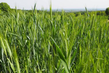 Tarlada buğday yetişiyor. Triticum buğdayı, Çimen familyasının otçul bitkilerinin veya Poaceae familyasının önde gelen bir bitki cinsidir. Fruska Gora, Sırbistan. Tarım ve kırsal yaşam. Ekmek hasadı