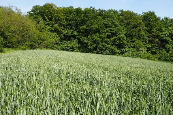 Weizen Wächst Auf Dem Feld Triticum Weizen Ist Eine Gattung — Stockfoto