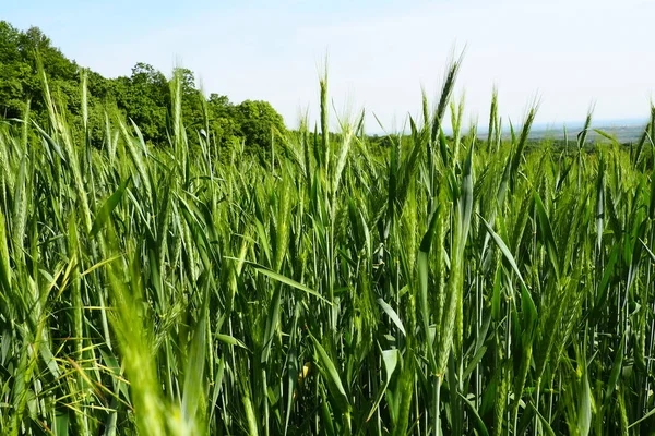 Tarlada buğday yetişiyor. Triticum buğdayı, Çimen familyasının otçul bitkilerinin veya Poaceae familyasının önde gelen bir bitki cinsidir. Fruska Gora, Sırbistan. Tarım ve kırsal yaşam. Ekmek hasadı