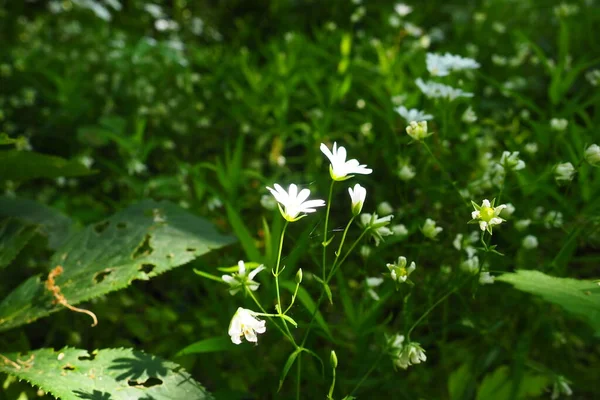 Starflower Stellaria Genus Flowering Plants Carnation Family Wood Louse Plant — Photo