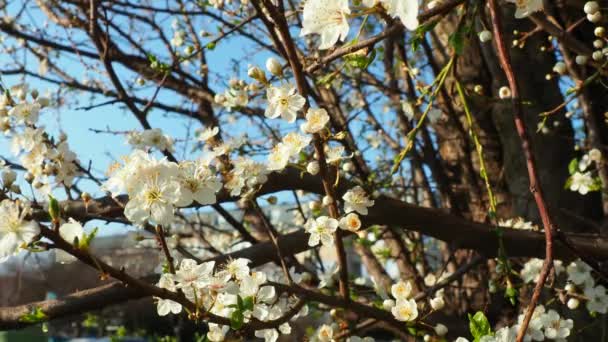 Blossoming of cherries, sweet cherries and bird cherry. Beautiful fragrant white flowers on the branches during the golden hour. The flowers are collected in long dense drooping brushes. Wind blows. — Stock Video