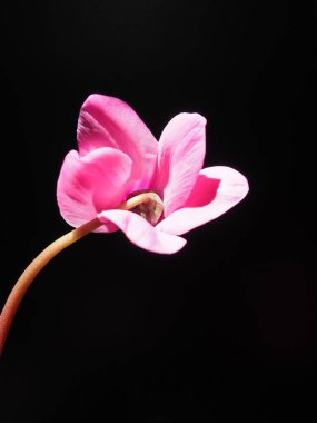 Cyclamen ya da Alp menekşesi, Primulaceae familyasından Myrsinoideae familyasından bir bitki cinsidir. Siyah arka planda pembe siklamen. Uzayı kopyala Kartpostal, davetiye ya da tebrik