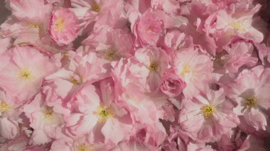 Pembe çiçekler kirazlı sakura arka plan. Çiçek duvarı. Yumuşak seçici odaklanma. Tatil kartpostalı. Pembe taç yaprakları ve sarı mamalar. Güzel arka plan. Yaprak sanatı. Bahar kiraz çiçeği. Prunus serrulata