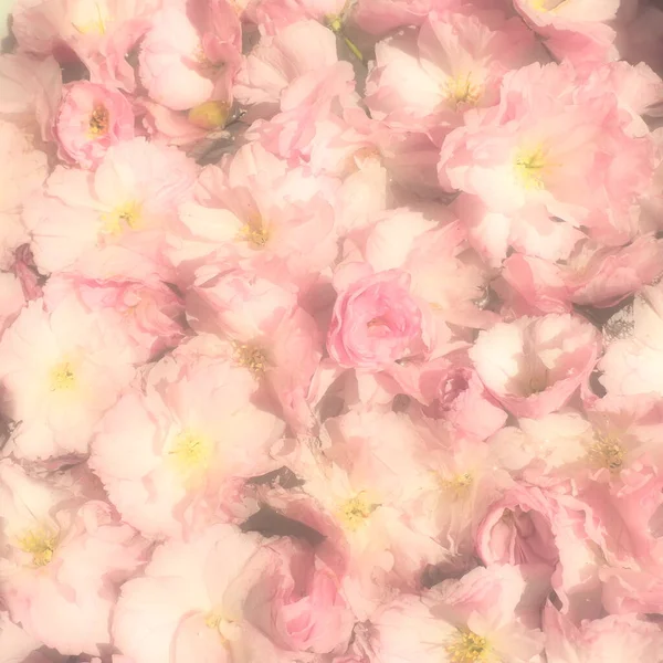 Pembe çiçekler kirazlı sakura arka plan. Çiçek duvarı. Yumuşak seçici odaklanma. Tatil kartpostalı. Pembe taç yaprakları ve sarı mamalar. Güzel arka plan. Bulanık sanat. Bahar kiraz çiçeği. Prunus serrulata