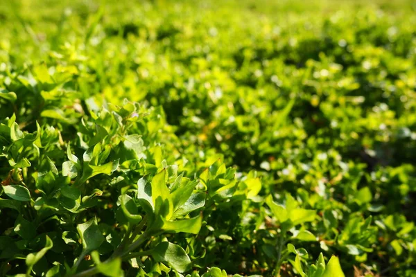 Stellaria media karanfil familyası Caryophyllaceae familyasından bir bitki türüdür. Tespih böcekleri, kanarya otları, dağ bitleri, fıtık, kalp otları, bitki bitleri olarak bilinir. Doğal çayır.