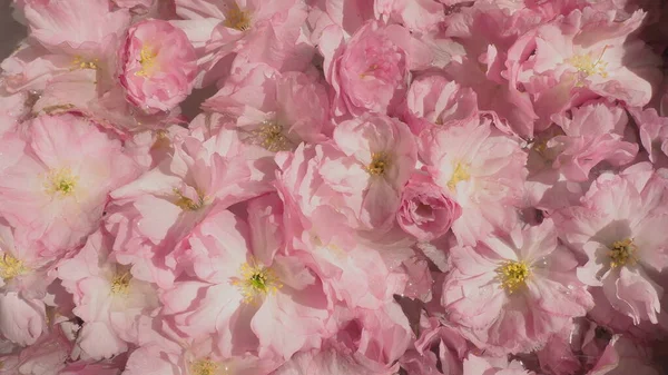 Pembe çiçekler kirazlı sakura arka plan. Çiçek duvarı. Yumuşak seçici odaklanma. Tatil kartpostalı. Pembe taç yaprakları ve sarı mamalar. Güzel arka plan. Yaprak sanatı. Bahar kiraz çiçeği. Prunus serrulata