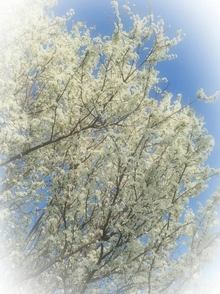 Floraison Cerises Cerises Douces Cerises Oiseaux Nombreuses Belles Fleurs Blanches — Photo