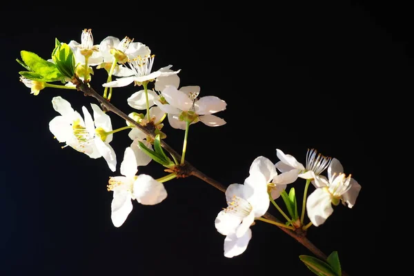 Bird Cherry Cherry Flowers Black Background Close Beautiful Branch White — Stock Photo, Image