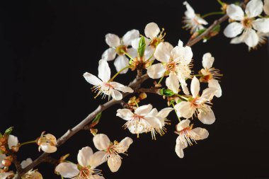 Siyah arka planda kiraz ya da kiraz çiçekleri. Beyaz çiçekli güzel bir dala yakın çekim. Parlak bahar buketi. Prunus padus, kuş kirazı, böğürtlen, böğürtlen ya da mayday ağacı olarak bilinir..