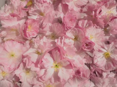 Pembe çiçekler kirazlı sakura arka plan. Çiçek duvarı. Yumuşak seçici odaklanma. Tatil kartpostalı. Pembe taç yaprakları ve sarı mamalar. Güzel arka plan. Yaprak sanatı. Bahar kiraz çiçeği. Prunus serrulata