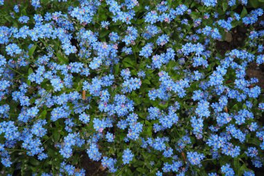 Beni-unutma-lar. Myosotis, Boraginaceae ailesinde çiçek açan mavi bitkiler. Unutma-beni-nots ya da akrep otu Myosotis alpestris çimenleri ve çiçek yataklarını süslemek için küçük çiçekler. Bahçe düzenlemesi