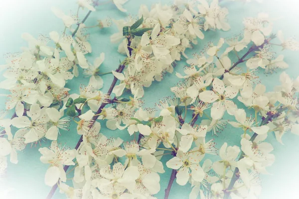 Flores Brancas Cereja Pássaro Fundo Azul Cartão Brilhante Para Feriado — Fotografia de Stock