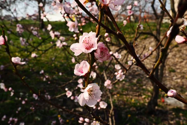 Flores rosadas grandes de ciruela, melocotón o albaricoque en el período de floración de los huertos. Clima soleado de primavera. Floreciente jardín en Serbia. Muchas flores en las ramas — Foto de Stock