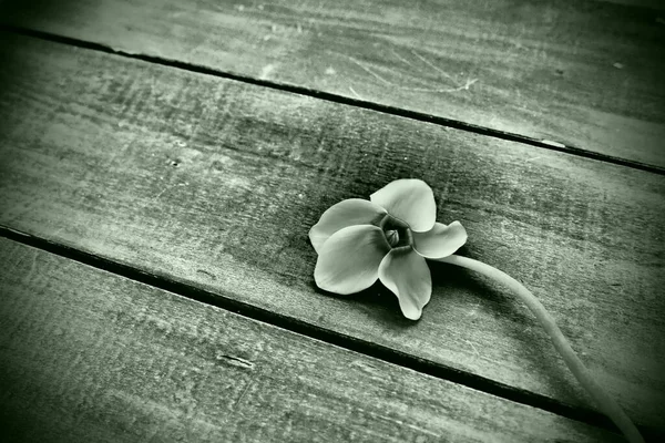Cyclamen flower on a wooden background. One flower with five petals, Copy space. Floral card with cyclamen. Rustic pastoral style. With regret. Sorry postcard. Green tint, monochrome photo — ストック写真