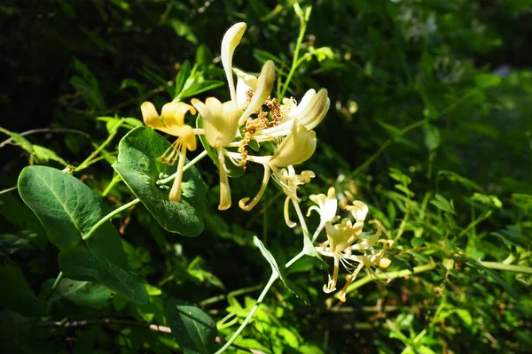Chèvrefeuille Fleurit Dans Jardin Fleurs Blanches Jaunes Lonicera Caprifolium Contre — Photo