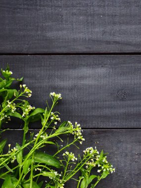 Ahşap bir arka planda çoban çantasının çiçekleri. Uzayı metin için kopyala. Tatil için kart. Ahşap zemin. Beyaz çobanın çantası Capsella bursa-pastoris, hardal familyasından..