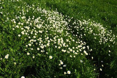 Tarlada papatyalar yetişir. Matricaria chamomilla tıbbi, kozmetik ve aromatik bir maddedir. Güzel papatya tarlası. Çayır yaban beyaz ve sarı çiçek. Tarım alanı yabani otlarla kaplandı.
