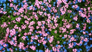 Beni-unutma-lar. Myosotis, Boraginaceae ailesinde çiçek açan mavi pembe bitkiler. Unutma beni otları ya da akrep otları. Çimleri ve çiçek yataklarını süslemek için Myosotis alpestris çiçeği. Bahçe manzarası