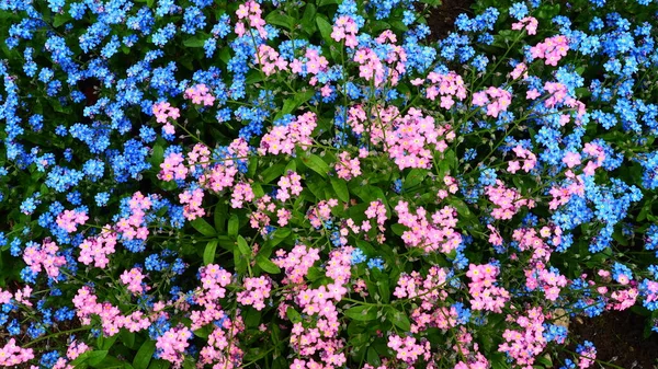 소티스는 Boraginaceae 파란색의 분홍색 식물을 꽃피운다 금강앵무의 잔디와 화단을 장식하기 — 스톡 사진