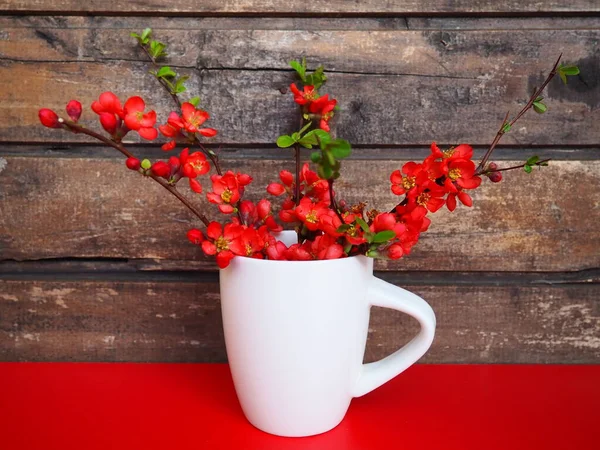 Still life with red flowers and crockery. Branches and scarlet flowers of chaenomeles in a white cup with a handle on a red table, against the background of wooden boards. Apartment kitchen design.