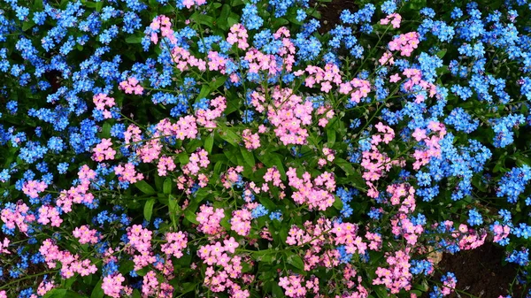 Beni-unutma-lar. Myosotis, Boraginaceae ailesinde çiçek açan mavi pembe bitkiler. Unutma beni otları ya da akrep otları. Çimleri ve çiçek yataklarını süslemek için Myosotis alpestris çiçeği. Bahçe manzarası