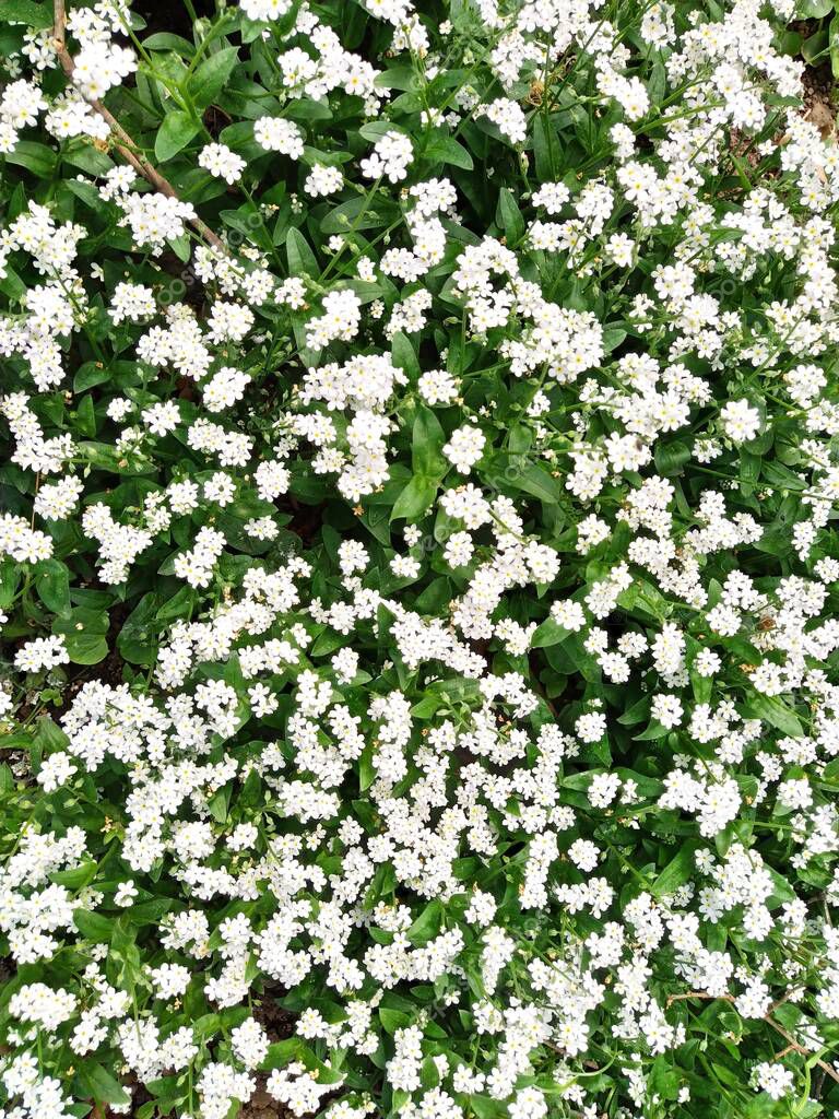 Forget-me-nots. Myosotis flowering white plants in the family Boraginaceae. Forget-me-nots or scorpion grasses. Myosotis alpestris small flowers for decorating lawns, flower beds. Garden landscaping