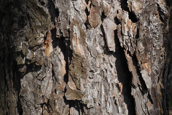 Liège Écorce Poitrine Cambium Gros Plan Pin Bois Fond Bois — Photo