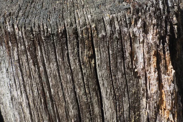 Texture Texture Vieux Bois Gros Plan Sur Stump Fissures Profondes — Photo
