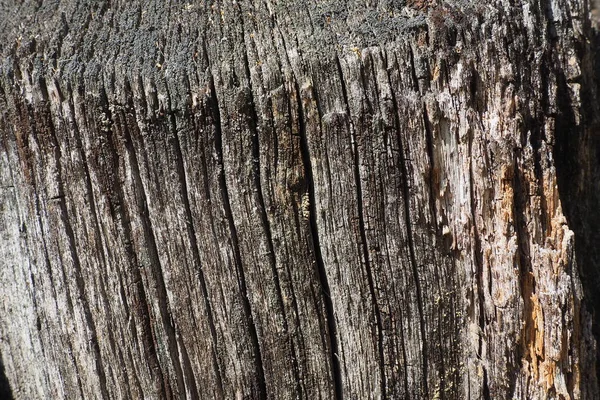 Texture Texture Old Wood Stump Close Deep Cracks Wooden Surface — Stockfoto