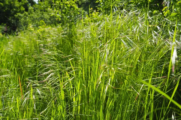 Grass Meadow Fruska Gora Serbia Glade Green Grass Summer Day — стоковое фото